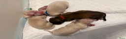 Miniature Dachshund dogs for sale: KC Registered Cream Miniature Dachshund Puppies🐶 - Advert 1
