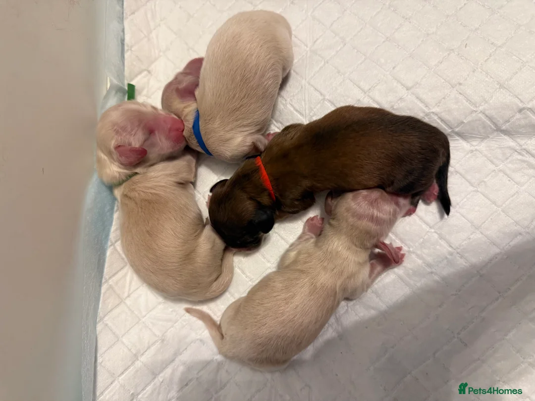 Miniature Dachshund dogs for sale: KC Registered Cream Miniature Dachshund Puppies🐶 - Advert 1