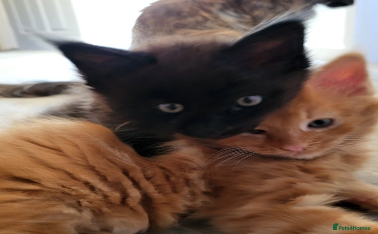 Maine Coon cats - Advert 11