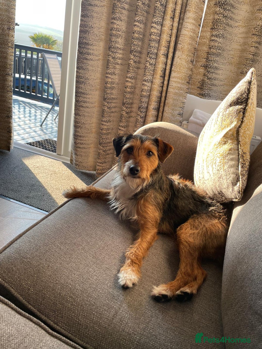 Mixed Breed dogs for sale: Affectionate Lady - Image 2