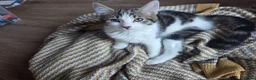Mixed Breed cats for sale: Female kitten - Advert 3