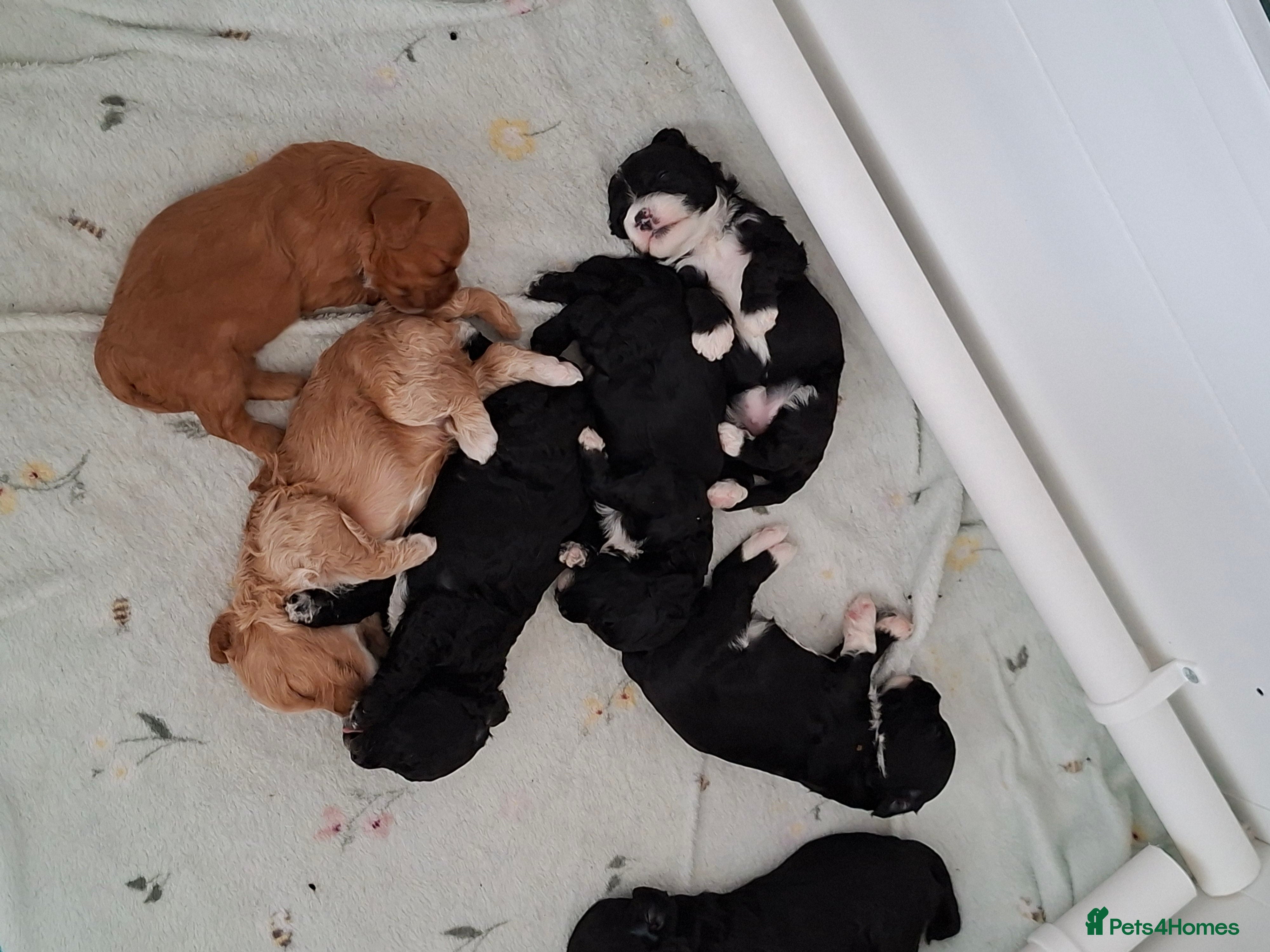 Cockapoo dogs *REDUCED* Beautiful miniature cockapoo puppies  - Advert 1