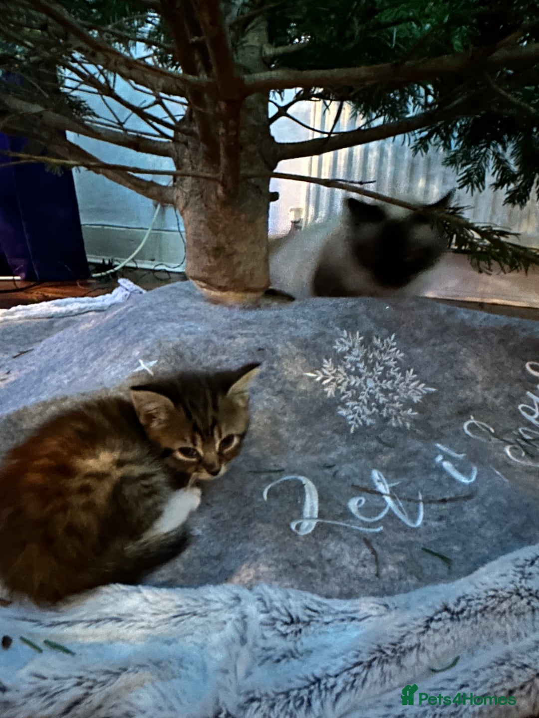 Mixed Breed cats for sale: 3 Half Ragdoll kittens; 2 boys and 1 girl - Advert 3