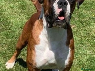 Boxer dogs in Liverpool - Advert 4