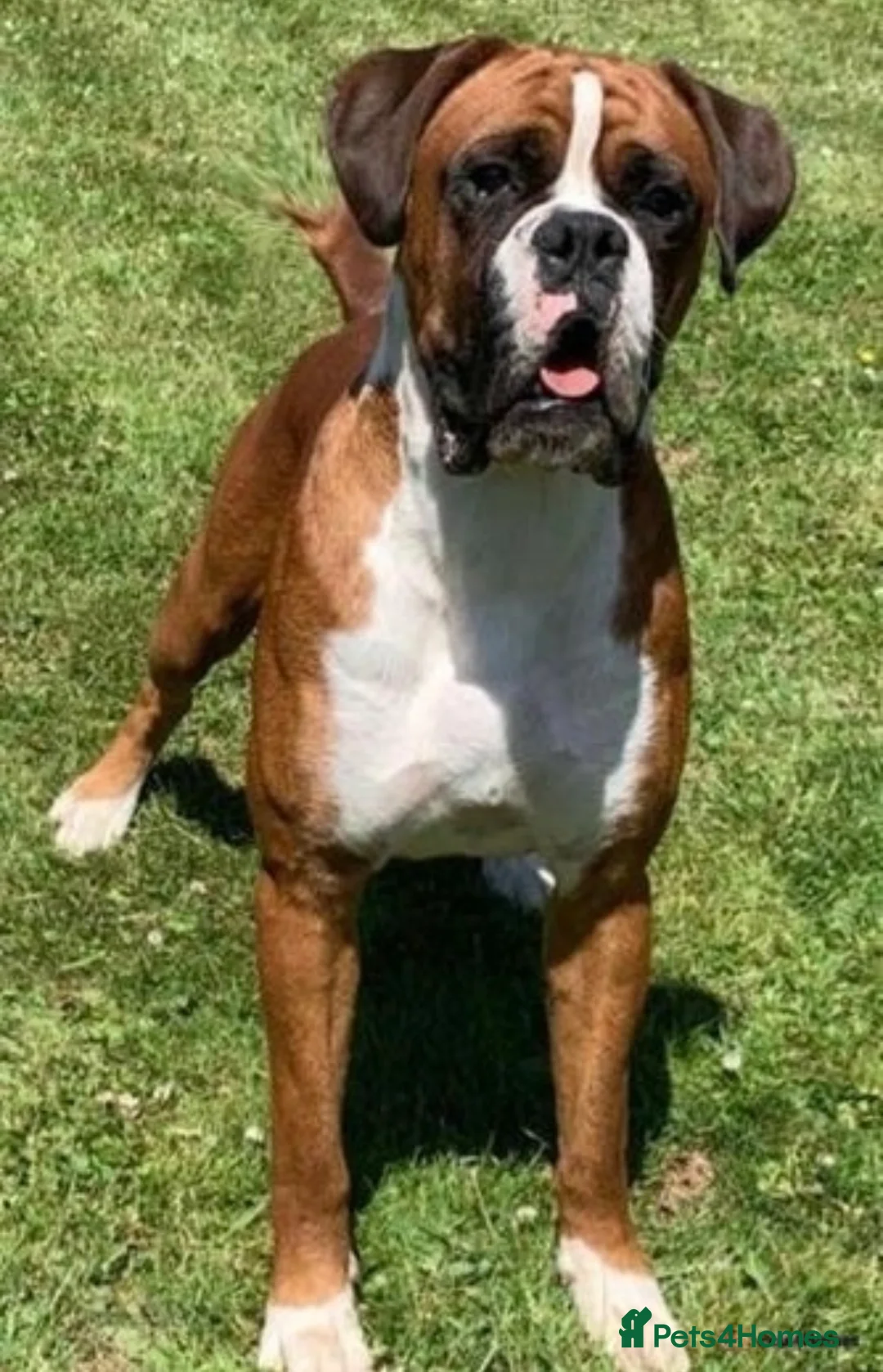 Boxer dogs for stud: 💥TOP QUALITY PROVEN FLASHY KC BOBTAIL FOR STUD💥 in Liverpool - Advert 2