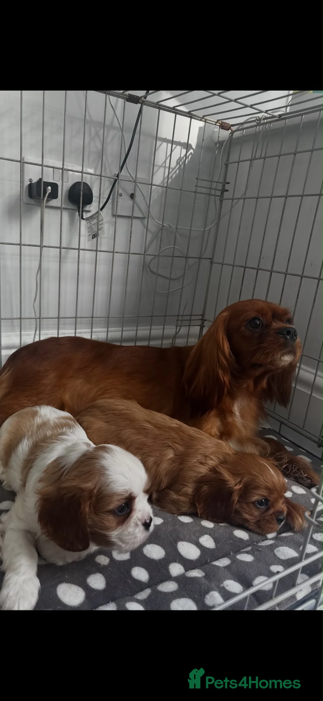 Cavalier King Charles Spaniel dogs for sale: Beautiful Cavalier King Charles   - Advert 6