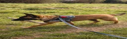 Belgian Shepherd Dog dogs for sale: Belgium Malinois - Advert 20