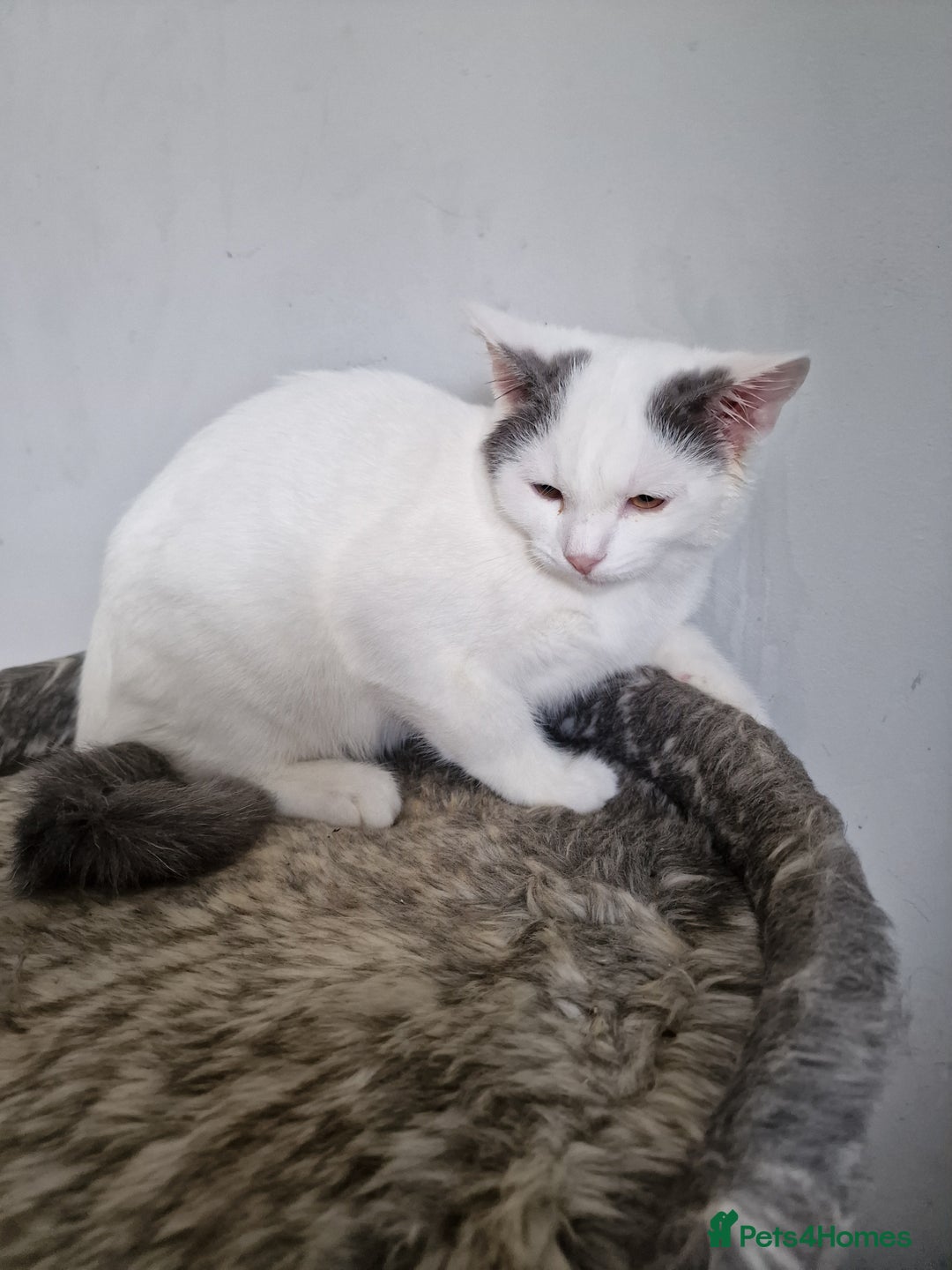 Mixed Breed cats for sale: Ragdoll x british short-hair  - Image 2