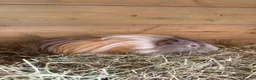 Guinea Pig rodents for sale: 2 single boars - Advert 4