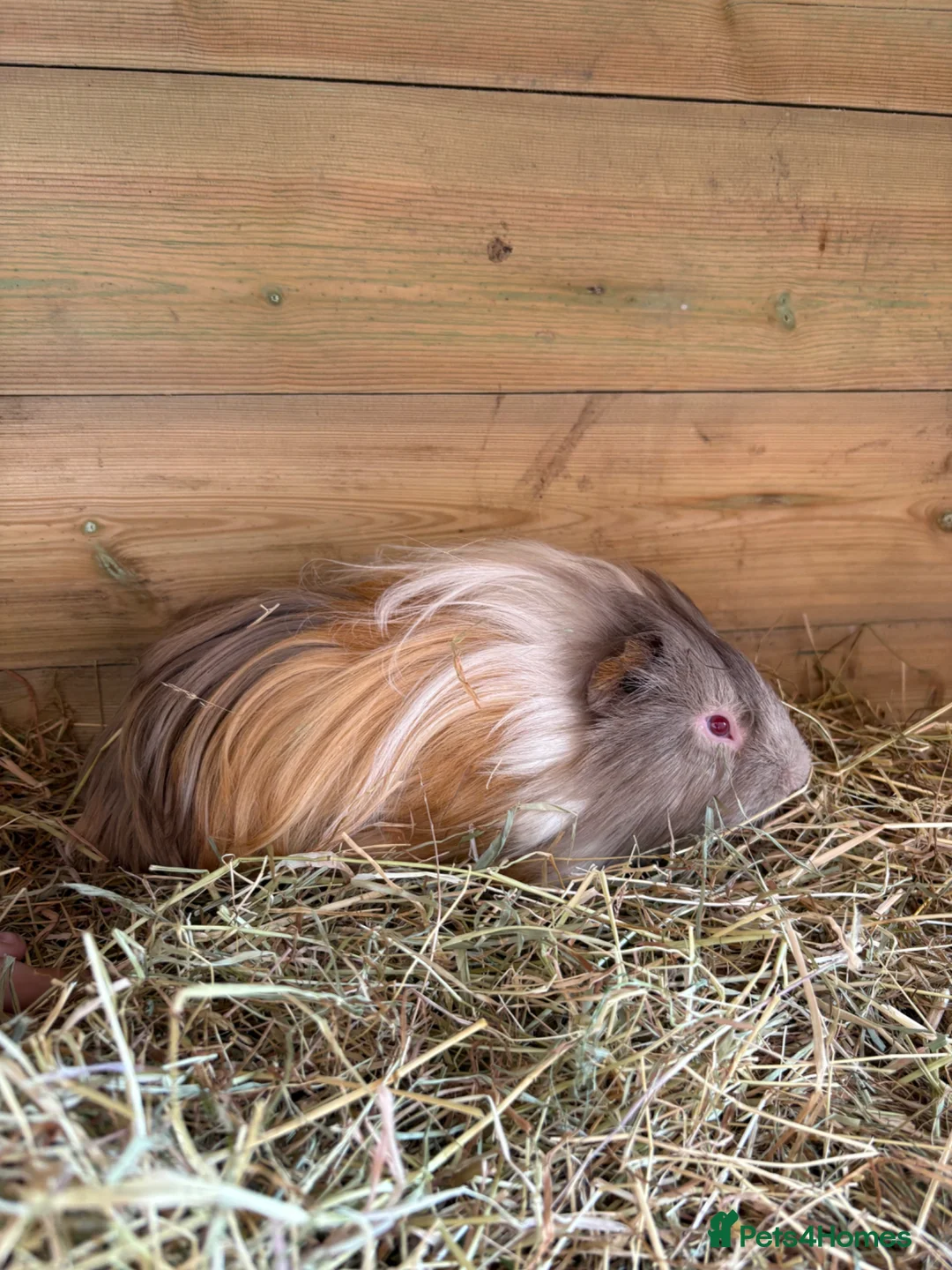 Guinea Pig rodents for sale: 1 single boar - Advert 4