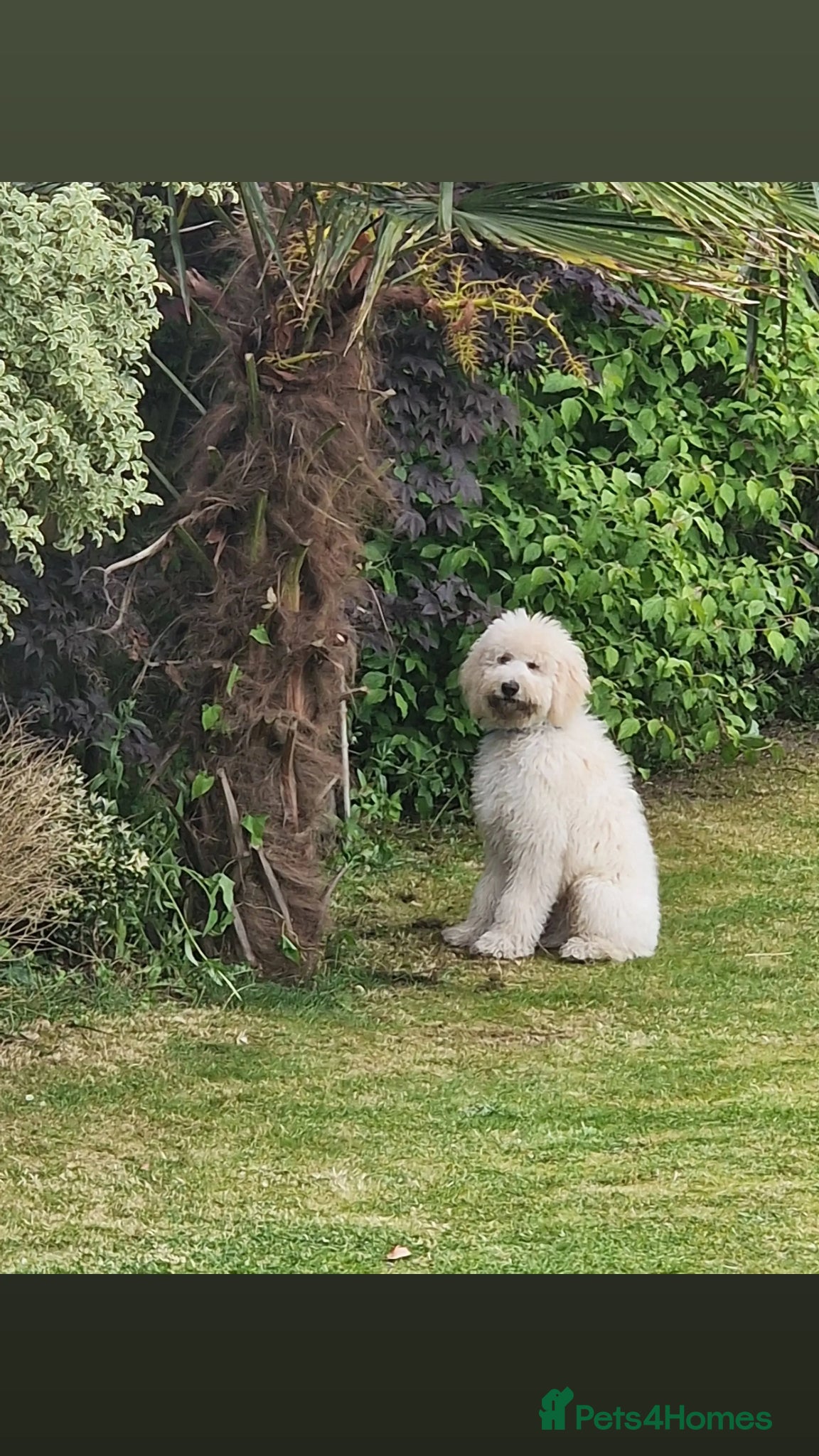 Standard Poodle dogs for stud: Standard White Poodle as stag - Advert 18