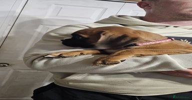 Boxer dogs - Advert 7