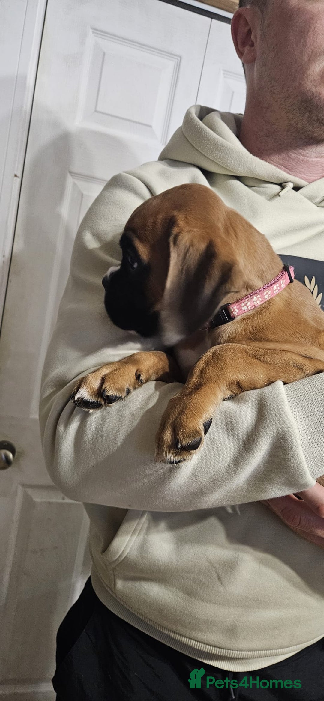 Boxer dogs for sale: Stunning kc reg boxer babies 2 girls remaining  - Image 5