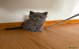 British Shorthair cats for sale: BRITISH SHORTHAIR BLUE/TORTIE/CREAM in Ramsgate - Image 14