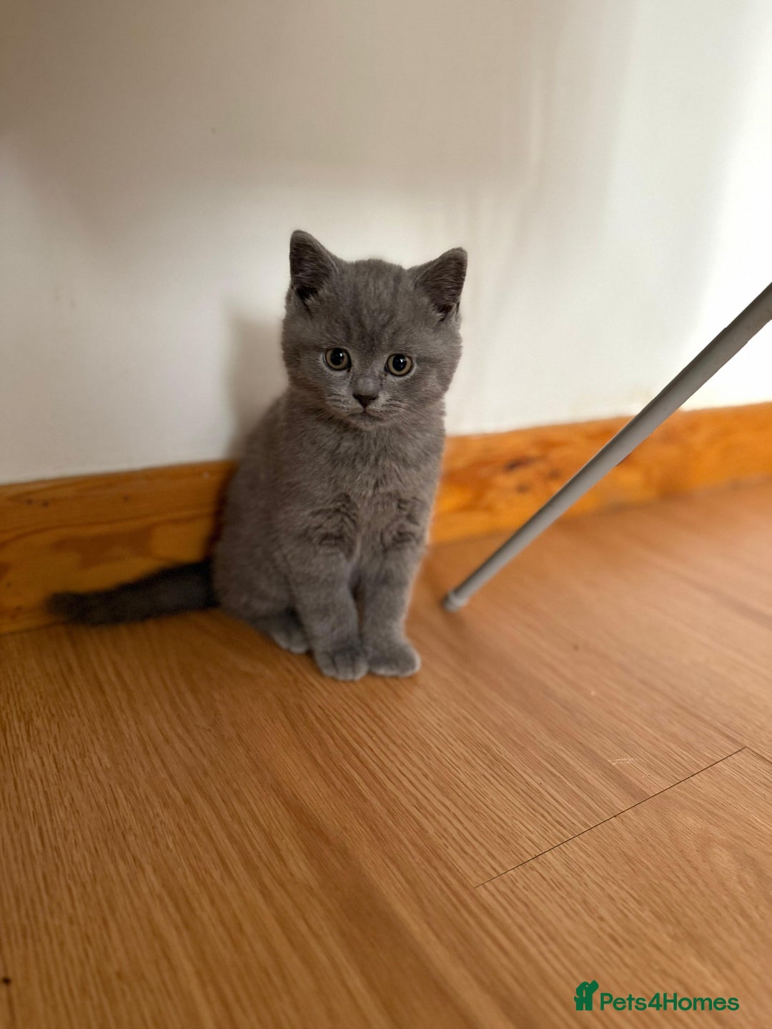 British Shorthair cats for sale: BRITISH SHORTHAIR BLUE/TORTIE/CREAM in Ramsgate - Image 14