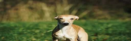 Whippet dogs for sale: 16 month old, Show whippet. Female - Advert 11