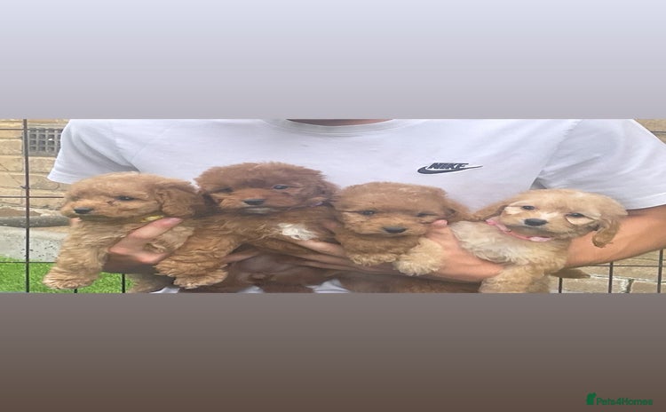 Cockapoo dogs - Advert 15