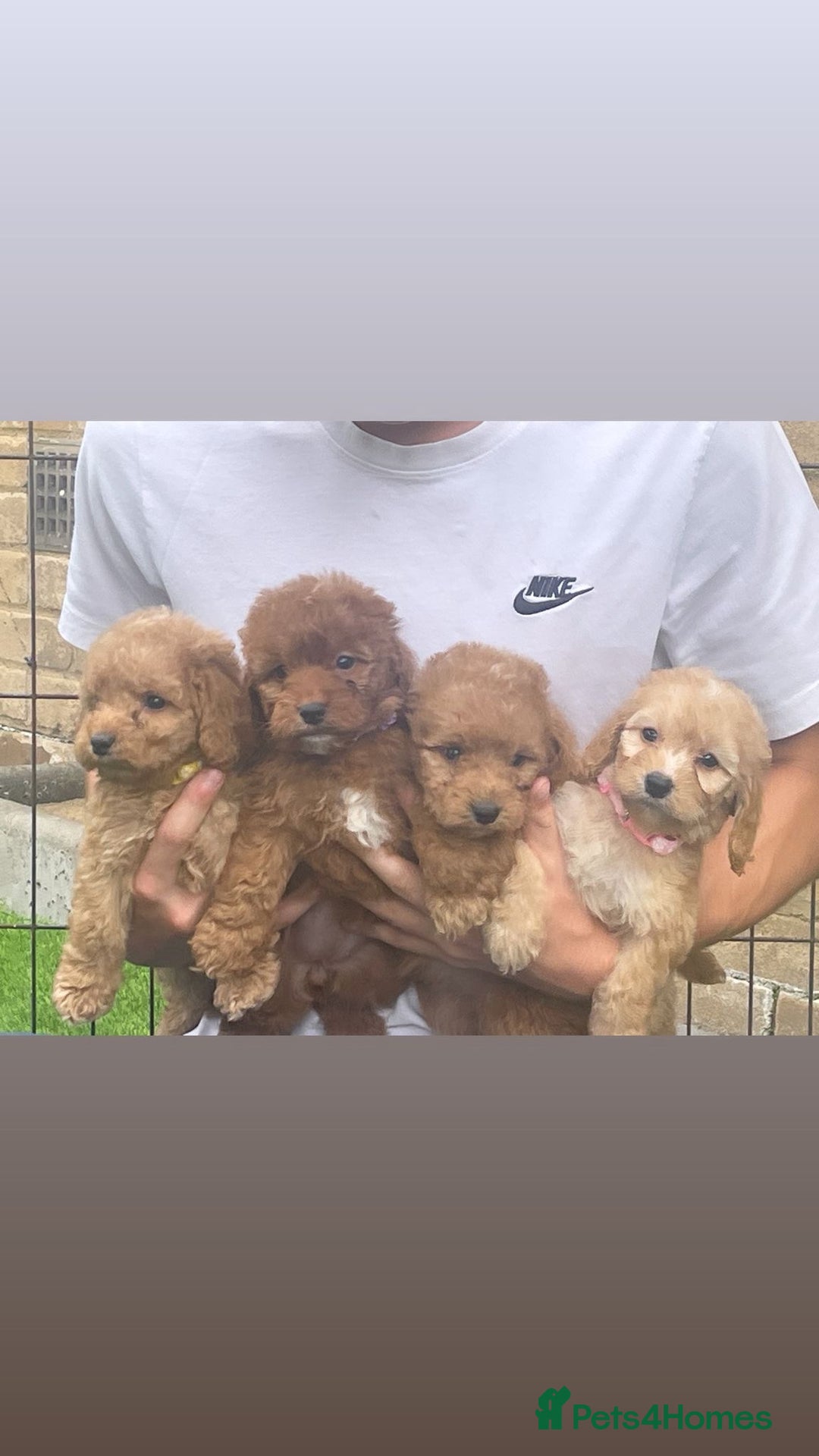 Cockapoo dogs for sale: Cockerpoo Puppies - Image 1
