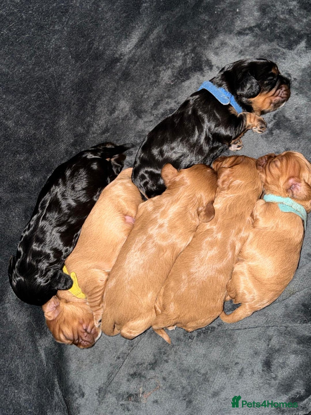 Cavalier King Charles Spaniel dogs for sale: 5 beautiful Cavalier King Charles puppies - Advert 1