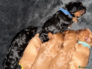 Cavalier King Charles Spaniel dogs 5 beautiful Cavalier King Charles puppies - Advert 1