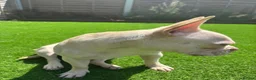 French Bulldog dogs for sale: Honey French bulldog  in Gravesend - Advert 3