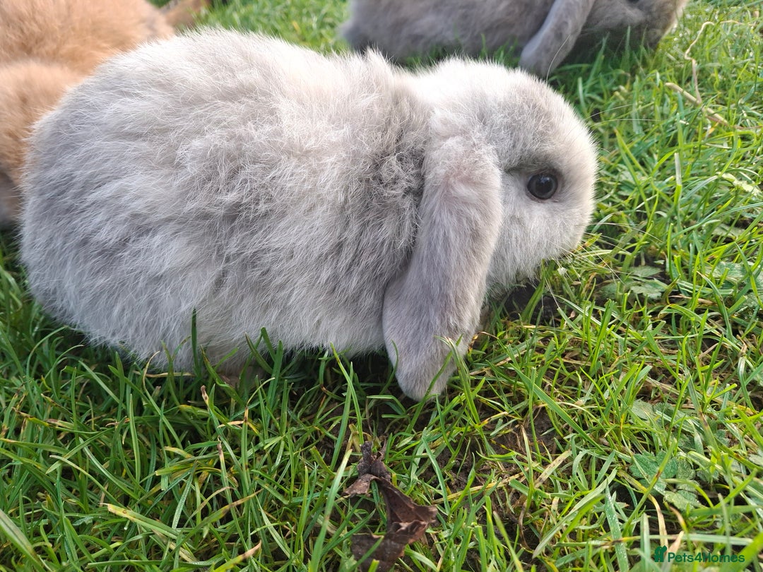 Mini Lop rabbits for sale: Baby Mini Lops - Advert 1