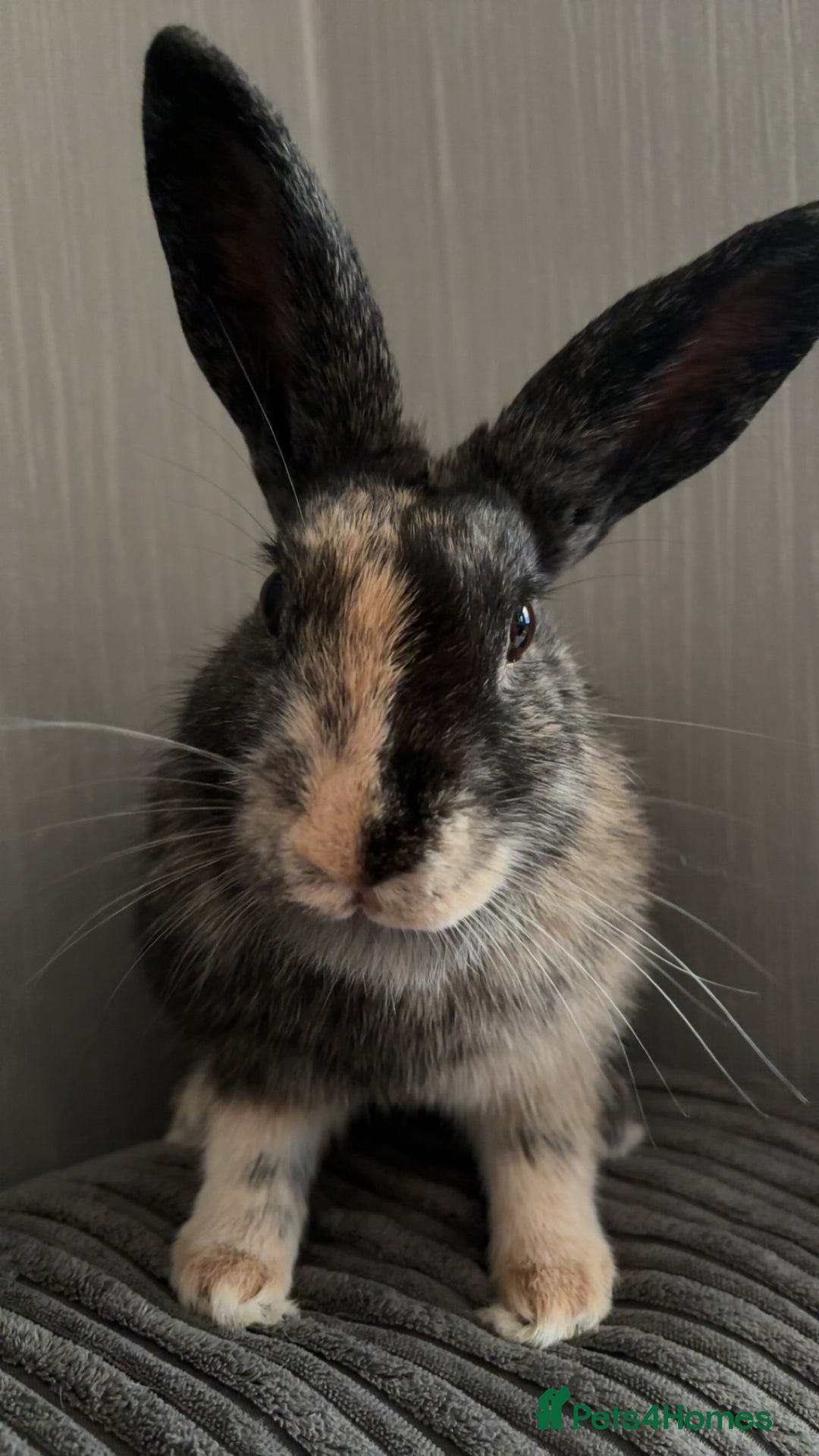 Rex rabbits for sale: Mini lop x Rex does - Advert 3