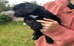 Cockapoo dogs for sale: Cockapoo pups - Image 19