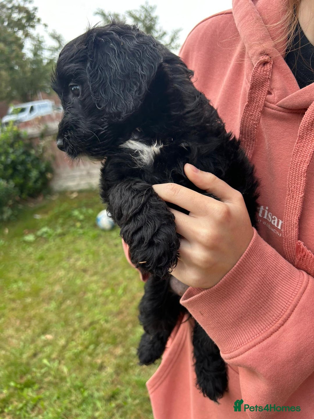 Cockapoo dogs for sale: Cockapoo pups - Image 19