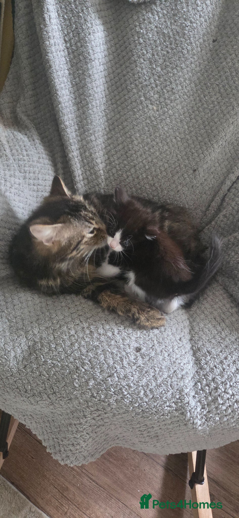 Mixed Breed cats Tabby kitten - Advert 2