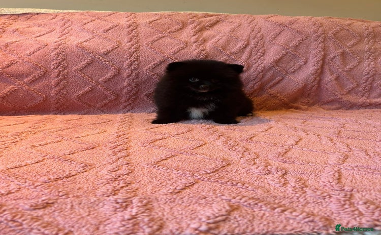 Pomeranian dogs - Advert 3