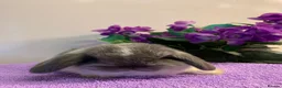 Mini Lop rabbits for sale: Gorgeous, purebred Mini lop babies ready October - Advert 12
