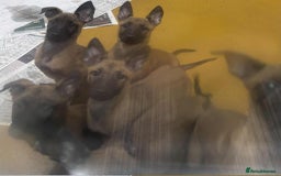 Belgian Shepherd Dog dogs for sale: Belgian shepherd pups REDUCED,! - Image 16