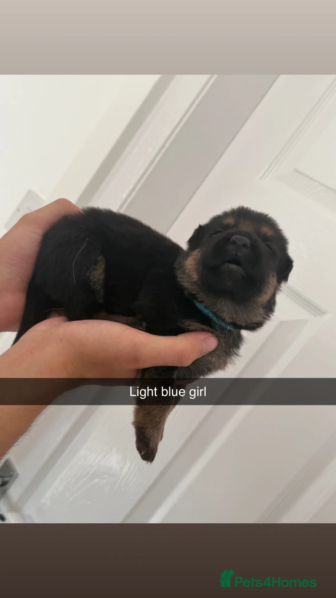 German Shepherd dogs for sale: German shepherds  in Middlesbrough - Advert 2