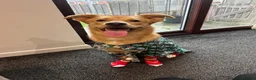 Mixed Breed dogs for sale: Bodhi -mongrel 18months old in Rugby - Advert 4
