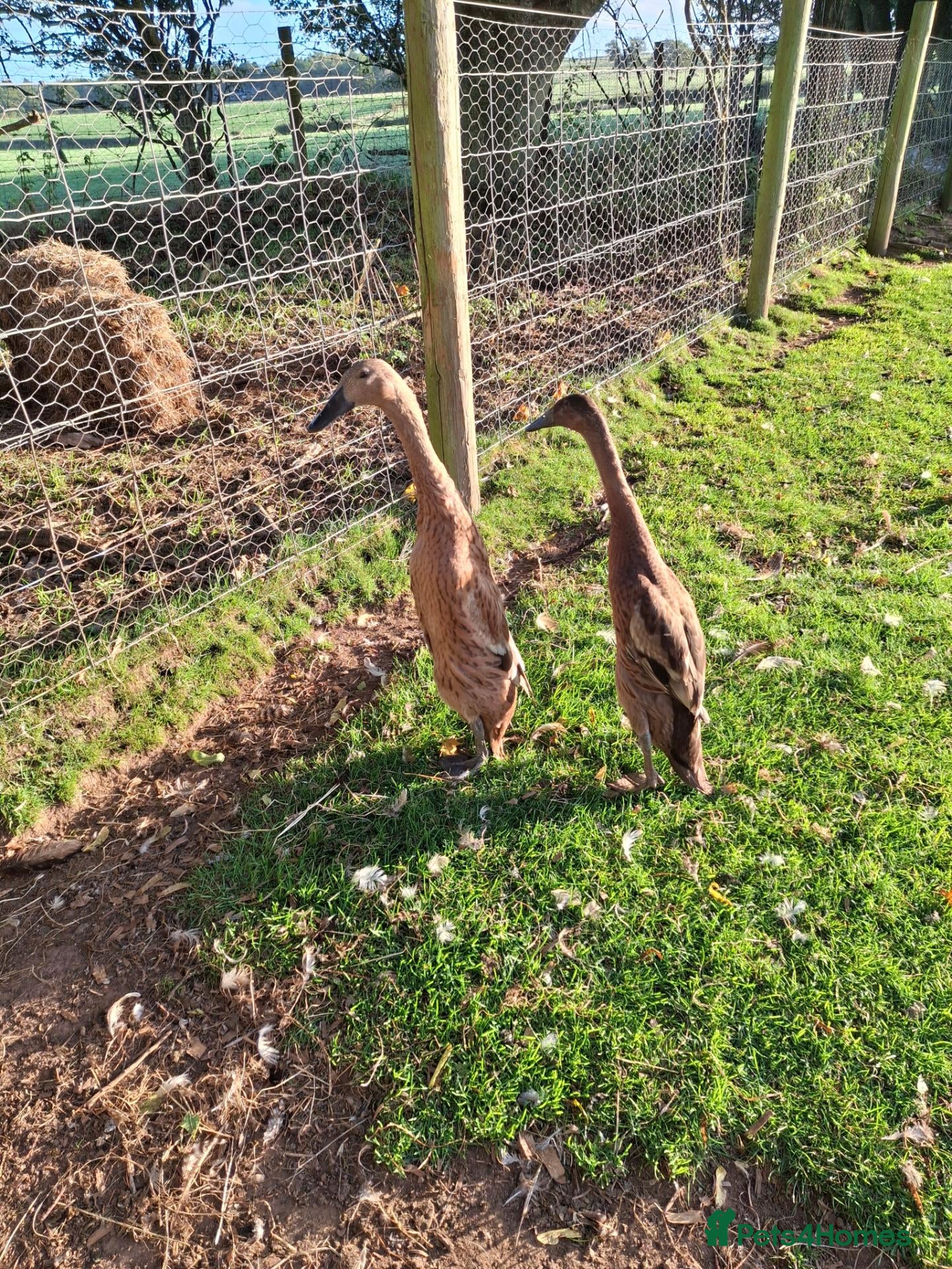 Ducks poultry Top exhibition quality Fawn runner duck pair - Advert 3