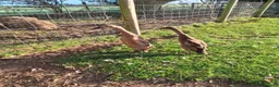Ducks poultry for sale: Top exhibition quality Fawn runner duck pair - Advert 1
