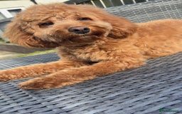 Cockapoo dogs for stud: Tommy  - Image 2