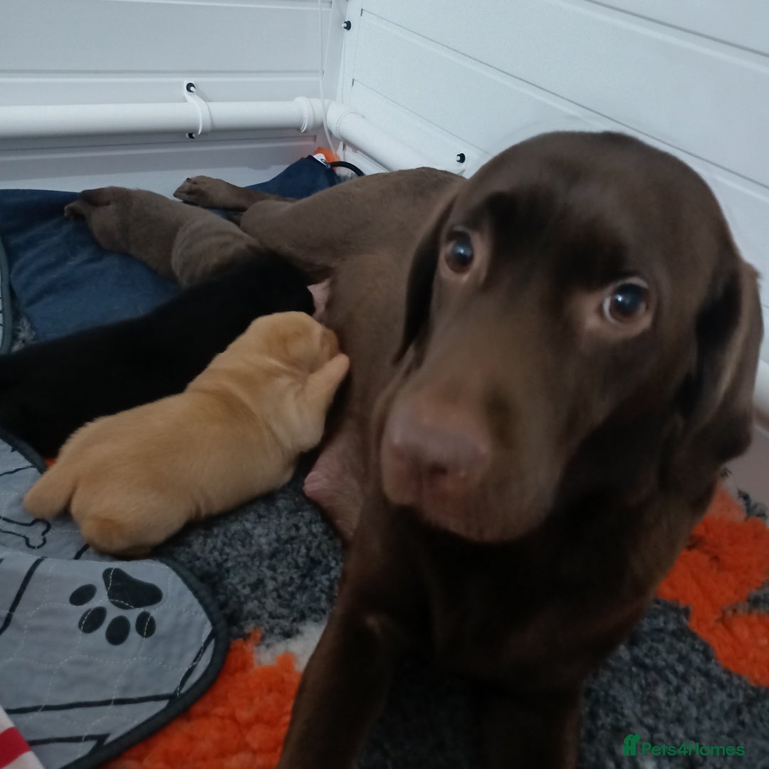Labrador Retriever dogs for sale: Labrador puppies - Advert 1