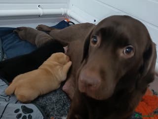 Labrador Retriever dogs Labrador puppies - Advert 15