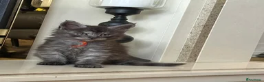 Maine Coon Kitten 1