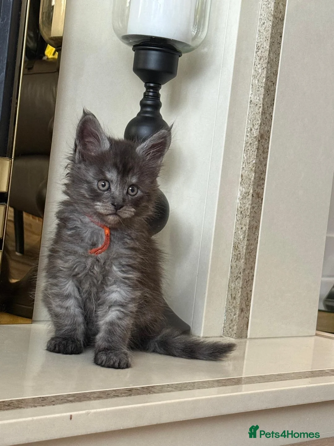 Maine Coon cats for sale: Beautiful Maine coon babies - Advert 15