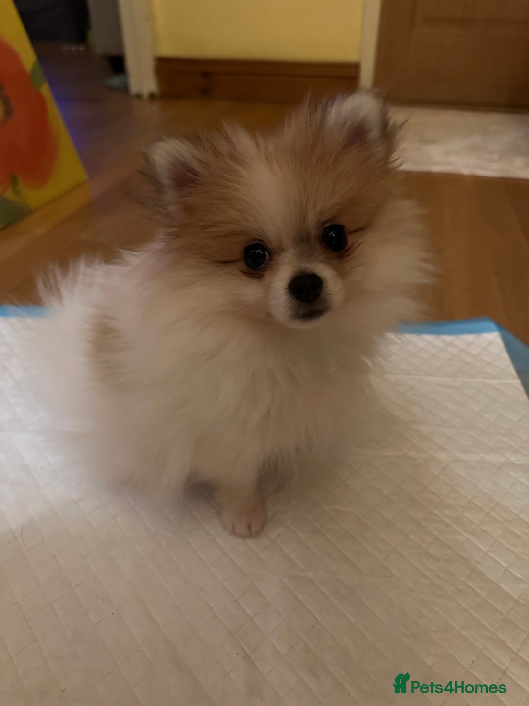 Pomeranian dogs for stud: Lover boy Romeo  - Advert 16