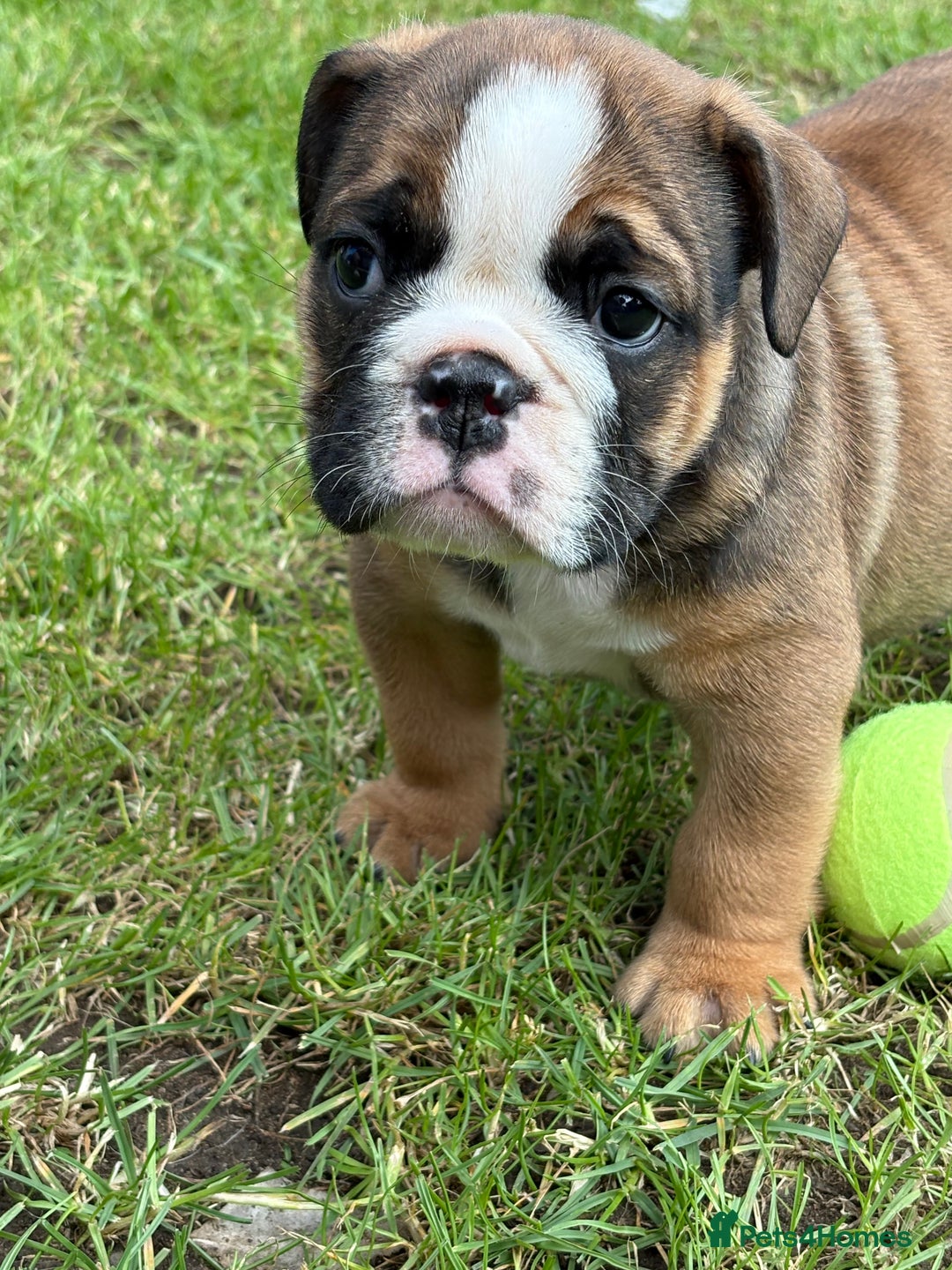 English Bulldog dogs for sale: English bulldog puppies  - Image 19