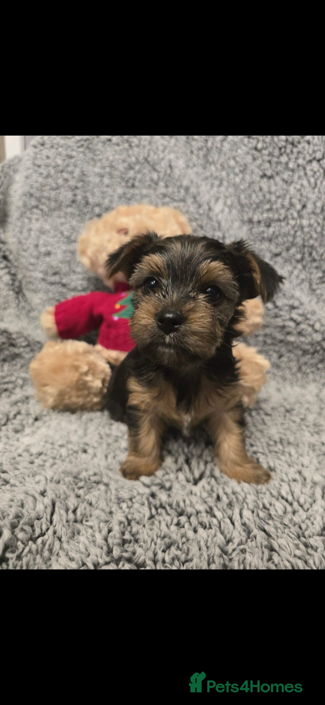 Yorkshire Terrier dogs for sale: Yorkshire terrier mini - Advert 5