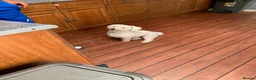 Bichon Frise dogs for sale: bichon frise - Advert 3