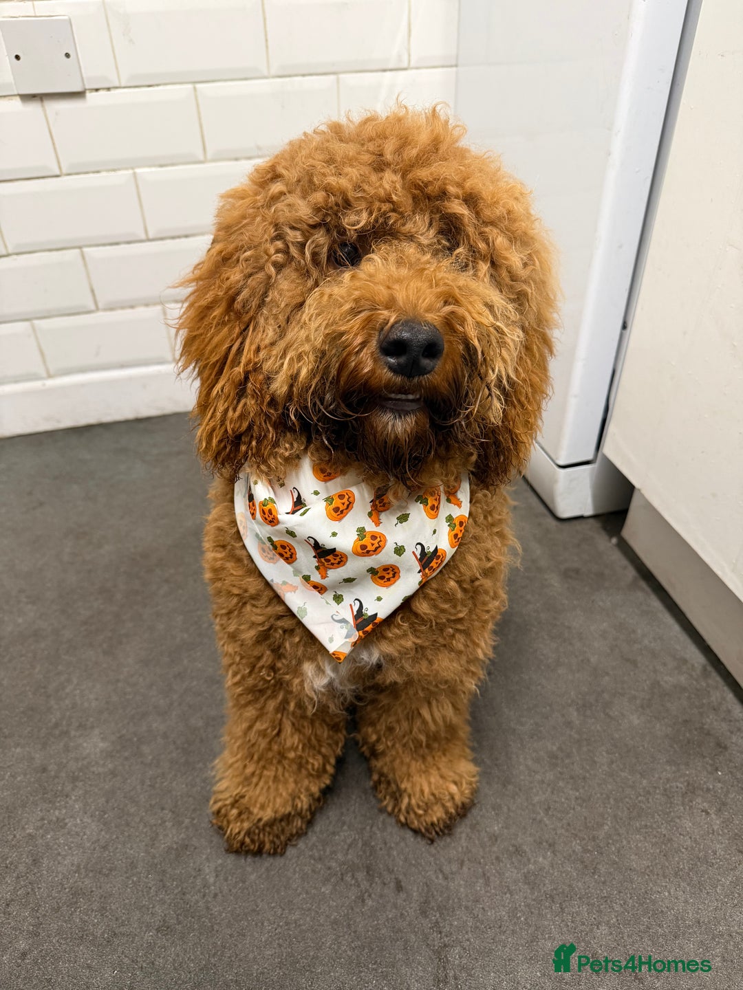 Cockapoo dogs for sale: Beautiful Red Cockapoo, Rehome (No Fault His Own) - Advert 1