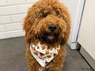 Cockapoo dogs Beautiful Red Cockapoo, Rehome (No Fault His Own) - Advert 1