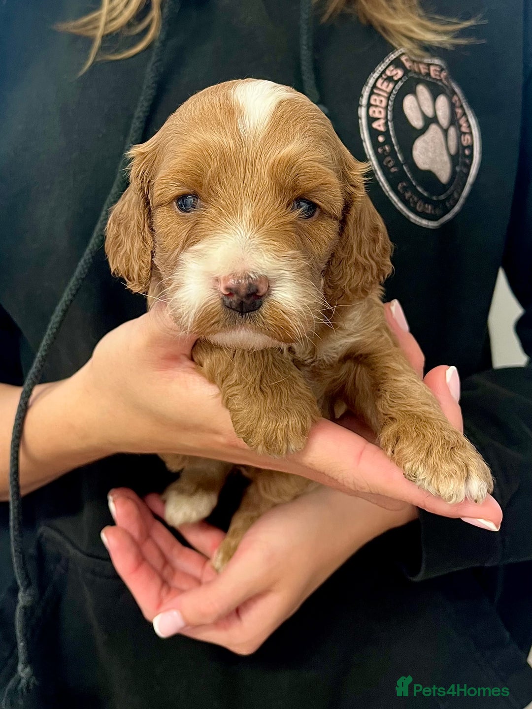 Cockapoo dogs for sale: Fabulous F1B cockapoo puppies available  - Image 3