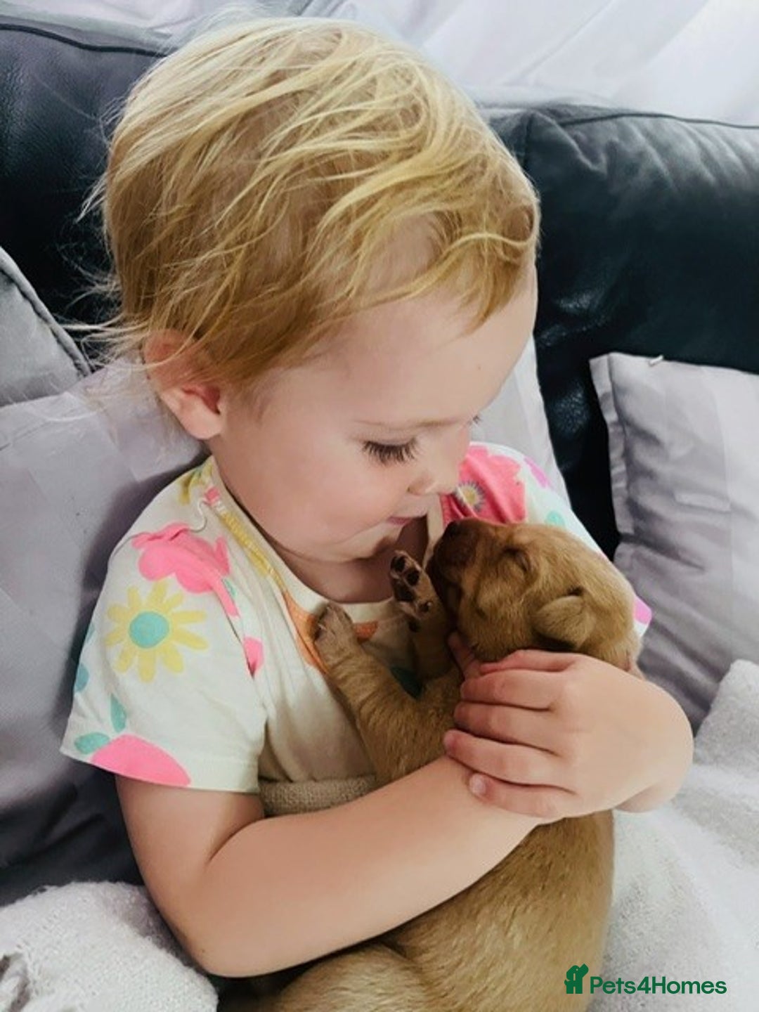 Labrador Retriever dogs for sale: Fully Health & Eye tested parents KC Registered A* - Image 5